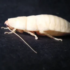 Read more about the article What is This Weird White Cockroach and What Does it Mean If You See One?
