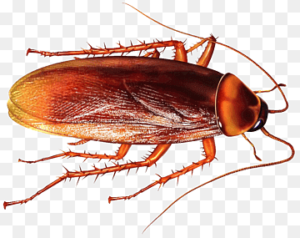 Read more about the article Smokybrown Cockroach: 10 Interesting Facts And Control Tips