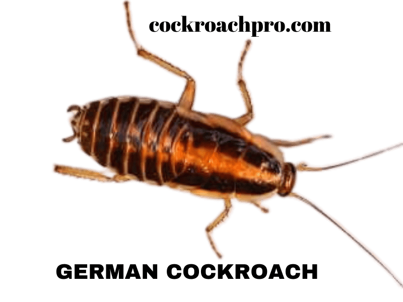 German vs American cockroach