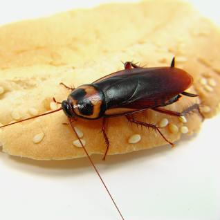 Read more about the article How to get rid of American cockroach