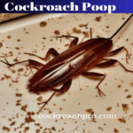What does cockroach poop look like