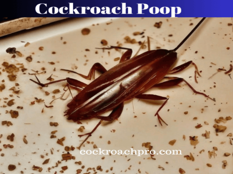 cockroach poop