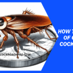 How to Get Rid of German Cockroaches: 8 ways to go about it