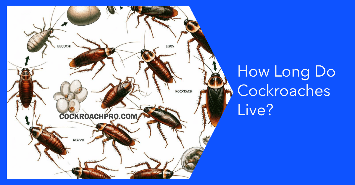 You are currently viewing How Long Do Cockroaches Live?