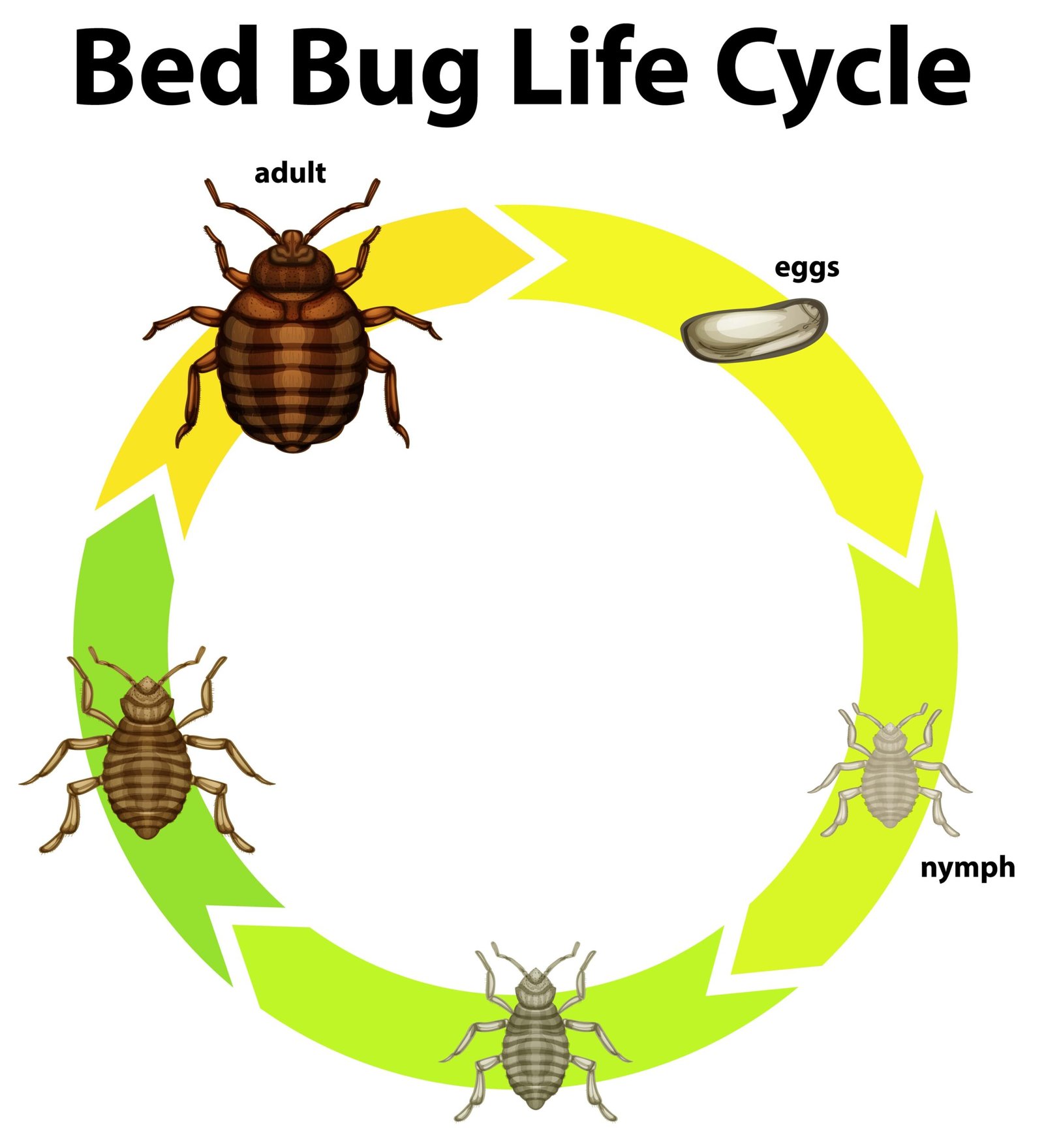 Read more about the article How Long Do Bed Bug Eggs Take to Hatch?